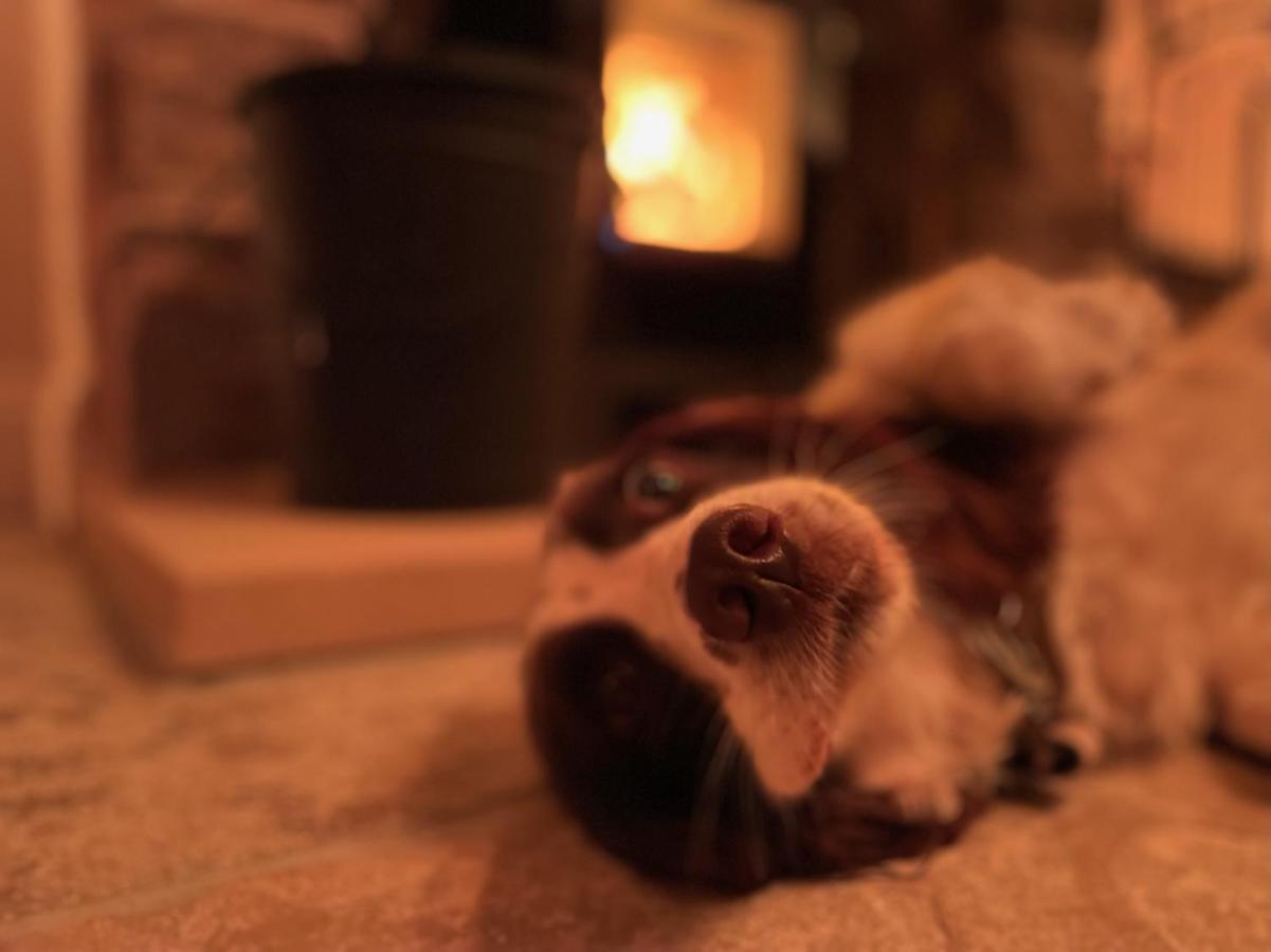 Muddy Paws - The Nook *